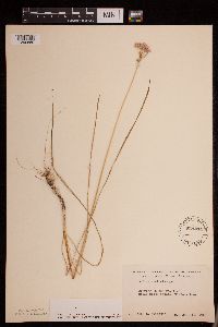 Allium stellatum image