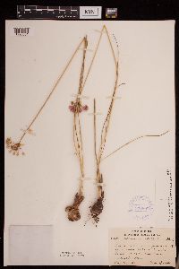 Allium stellatum image