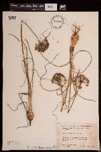 Allium stellatum image