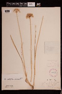 Allium stellatum image