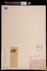 Allium stellatum image