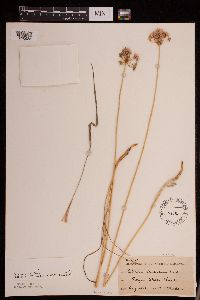 Allium stellatum image