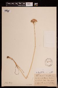 Allium stellatum image
