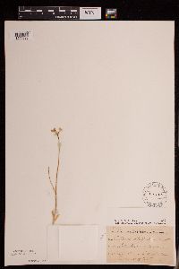 Allium stellatum image