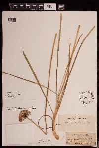 Allium stellatum image