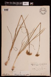 Allium stellatum image