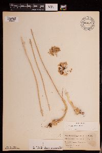 Allium stellatum image