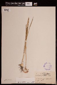 Allium stellatum image