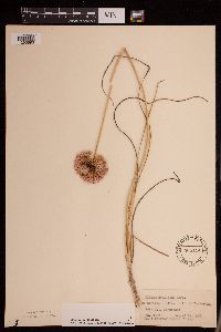 Allium stellatum image
