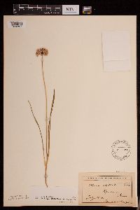 Allium stellatum image