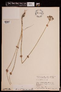 Allium stellatum image