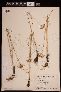 Allium stellatum image