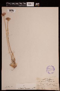 thumbnail image of current specimen