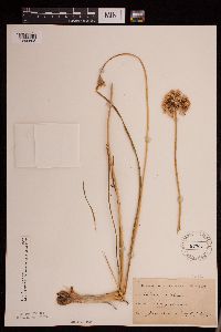 Allium stellatum image