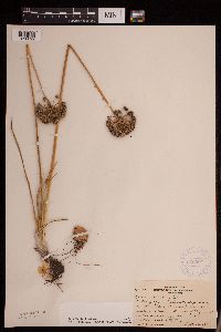 Allium stellatum image