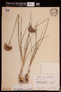 Allium stellatum image