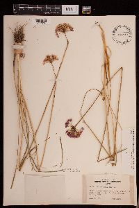 Allium stellatum image