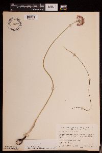 Allium stellatum image