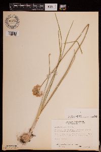 Allium stellatum image