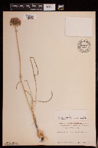 Allium stellatum image