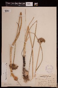 Allium stellatum image