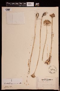 Allium stellatum image