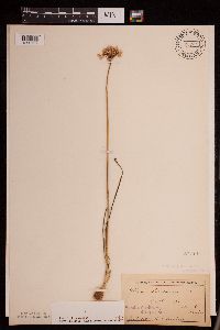 Allium stellatum image