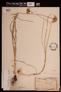 Allium stellatum image