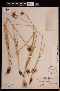 Allium stellatum image