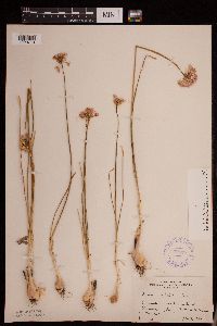 Allium stellatum image