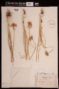 Allium stellatum image