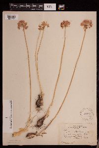 thumbnail image of current specimen