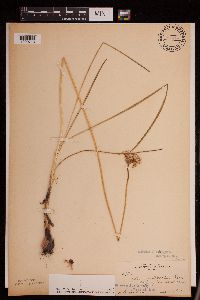 Allium stellatum image