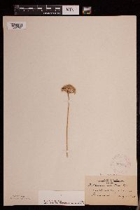 Allium stellatum image