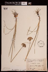 Allium stellatum image