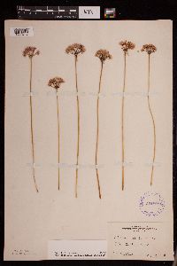 Allium stellatum image