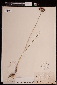 Allium stellatum image