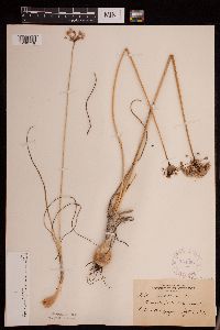Allium stellatum image