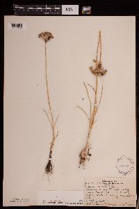 Allium stellatum image