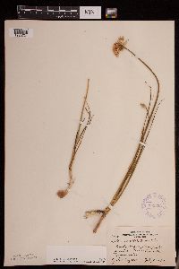 Allium stellatum image