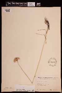 Allium stellatum image