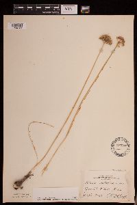 Allium stellatum image