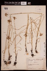 Allium stellatum image