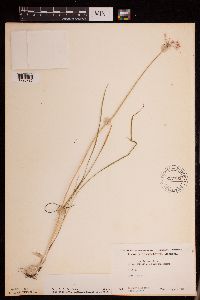 Allium stellatum image