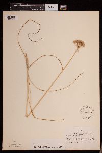 thumbnail image of current specimen
