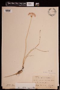 Allium canadense image