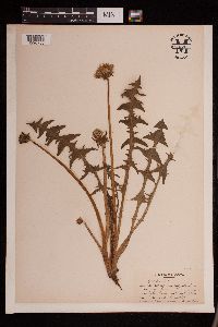 Taraxacum officinale image