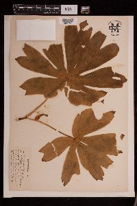 Media resource of Podophyllum peltatum