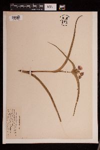Tradescantia bracteata image