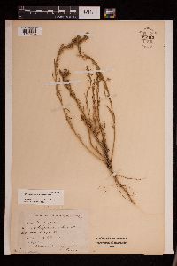 Lepidium densiflorum image